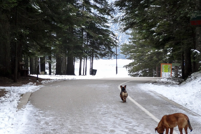 ドゥルミトル国立公園の入り口から黒湖への遊歩道。子供が遊べる遊具などもあり、夏季には家族でのんびりと自然を満喫しながら楽しめそうだ