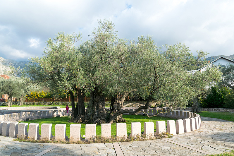 樹齢2000年のオリーブの木