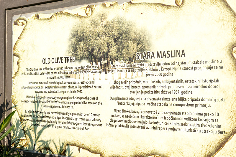 なんの変哲もない通りに世界最古という樹齢2000年以上というオリーブの木がある。その樹齢については専門機関による認定も受けている