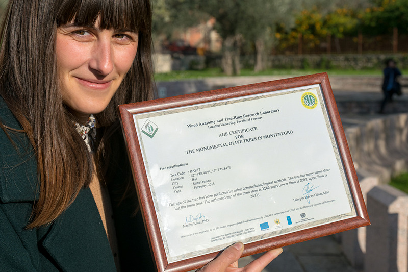 なんの変哲もない通りに世界最古という樹齢2000年以上というオリーブの木がある。その樹齢については専門機関による認定も受けている