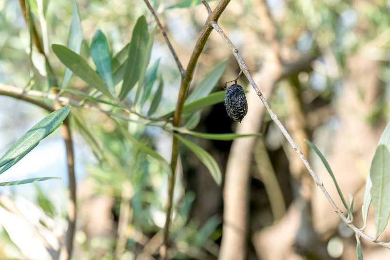 2000歳を超えたいまでも実を付けていた