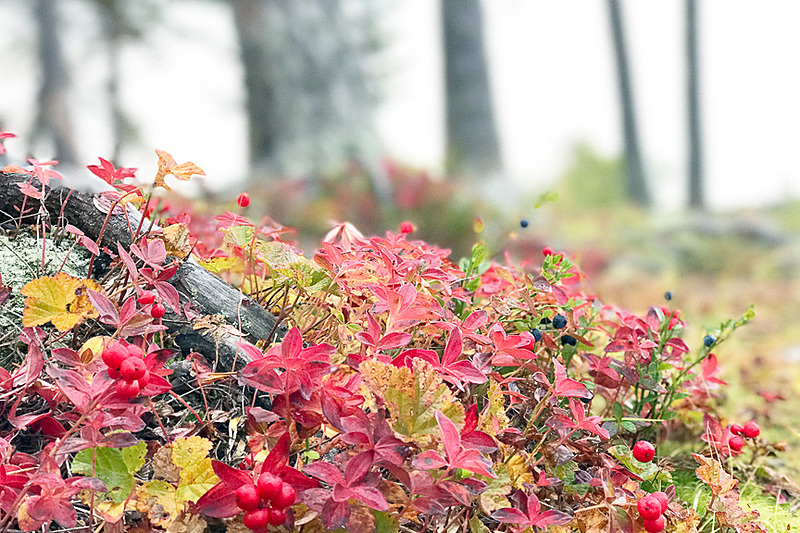 森の朝。足下は“ルスカ（紅葉）”真っ盛り