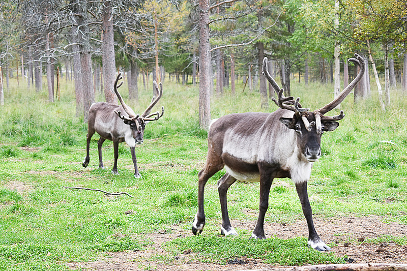 餌をもらえると分かると近寄ってくるトナカイ、かわいい♪