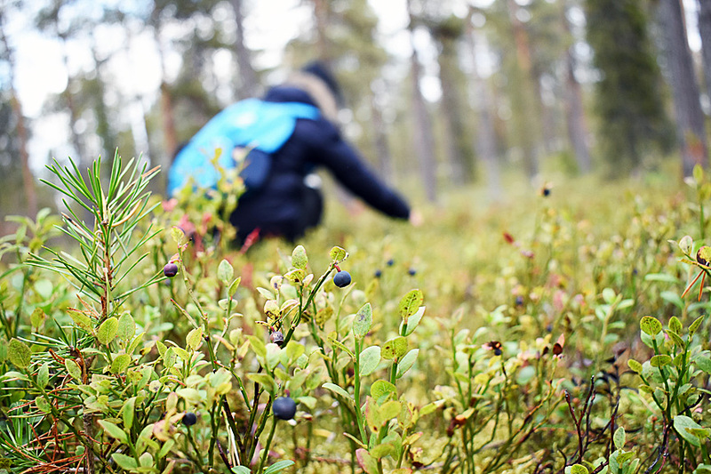 ベリーだけじゃなくてキノコもたくさん（食べなかったけど）