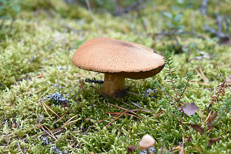 ベリーだけじゃなくてキノコもたくさん（食べなかったけど）