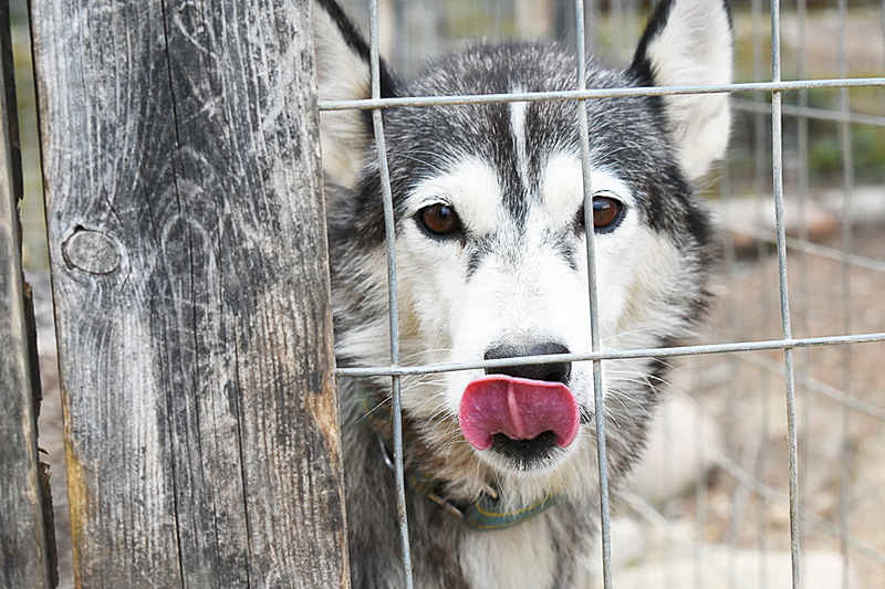 ハスキー！ ハスキー！ ハスキー！