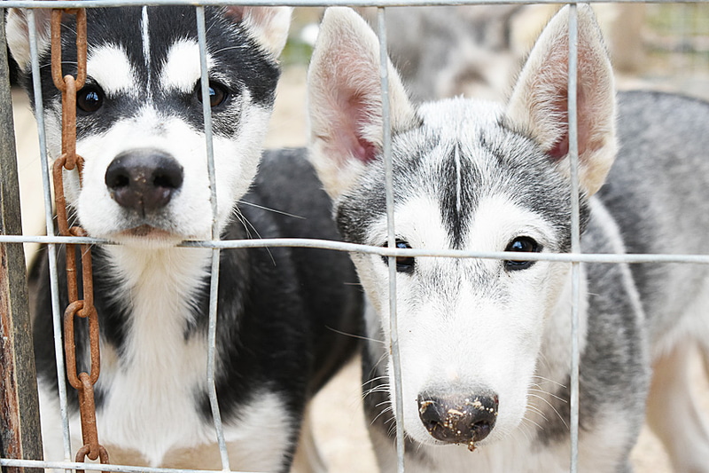 ハスキー！ ハスキー！ ハスキー！