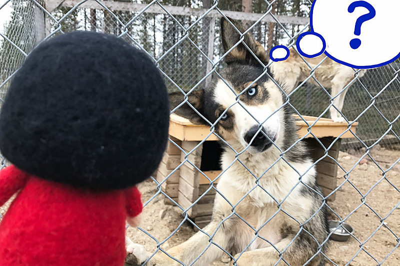 こんにちはですの