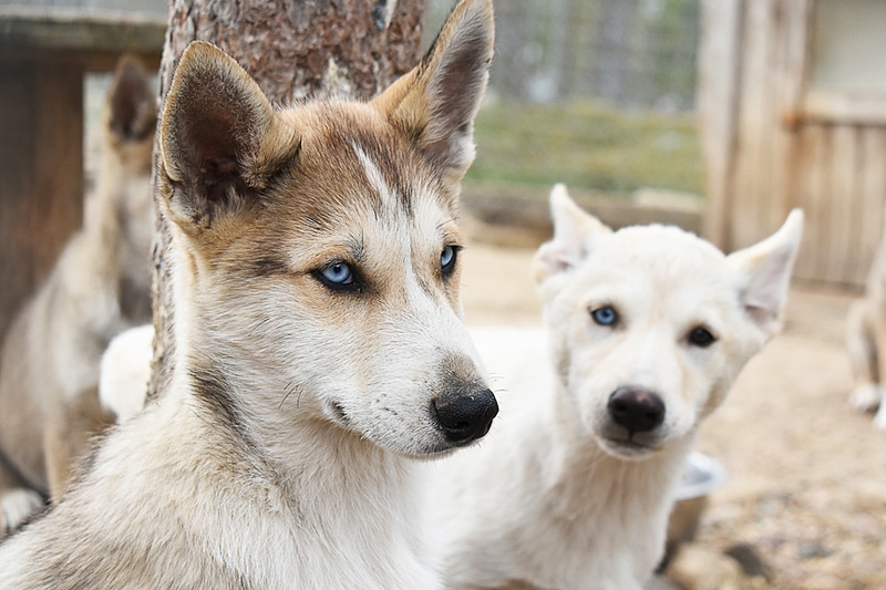 シベリアン・ハスキーやアラスカン・ハスキーなど犬種もいろいろ