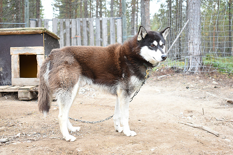 それぞれ性格が違って、この犬は一人でいるのが好きな子なのだとか