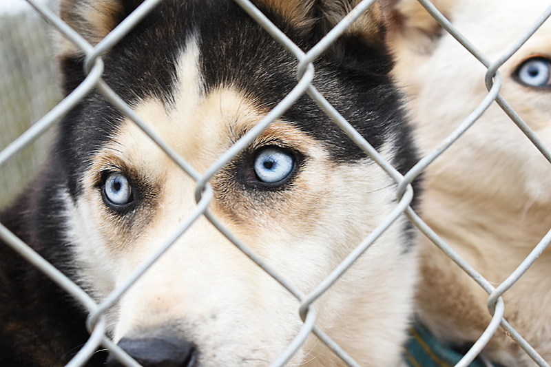 この透き通った目がカッコイイ！