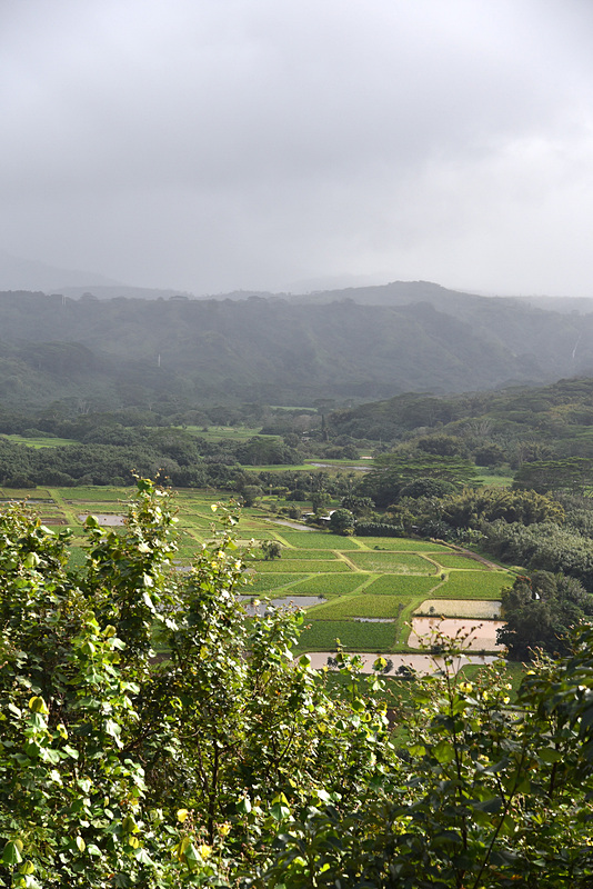 「Hanalei Valley Lookout」からは美しいタロイモ畑が広がる姿を見ることができます