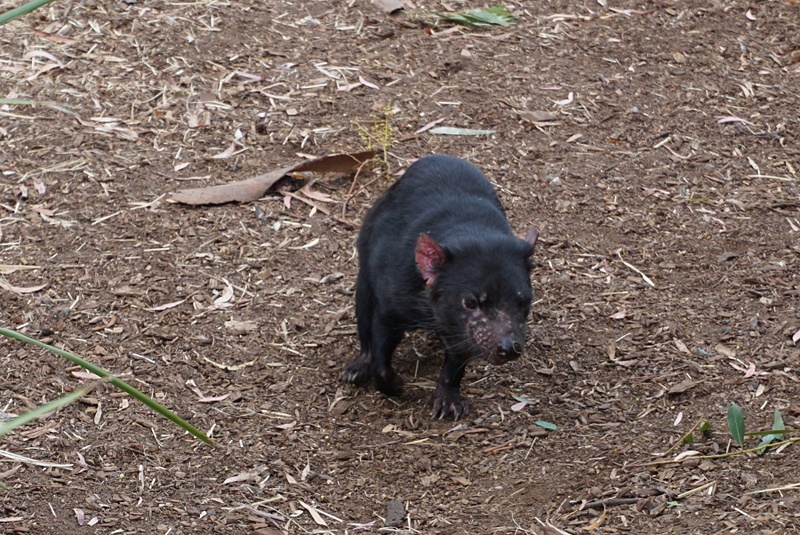 タスマニアデビルやコアラ、カンガルー、ウォンバットをはじめ、タスマニア島に生息する鳥や爬虫類なども観察することができる