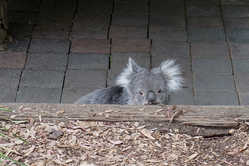 タスマニアデビルやコアラ、カンガルー、ウォンバットをはじめ、タスマニア島に生息する鳥や爬虫類なども観察することができる