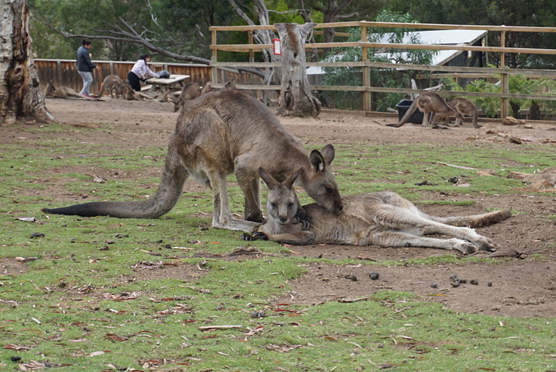 タスマニアデビルやコアラ、カンガルー、ウォンバットをはじめ、タスマニア島に生息する鳥や爬虫類なども観察することができる