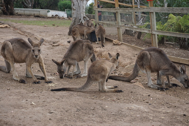 タスマニアデビルやコアラ、カンガルー、ウォンバットをはじめ、タスマニア島に生息する鳥や爬虫類なども観察することができる