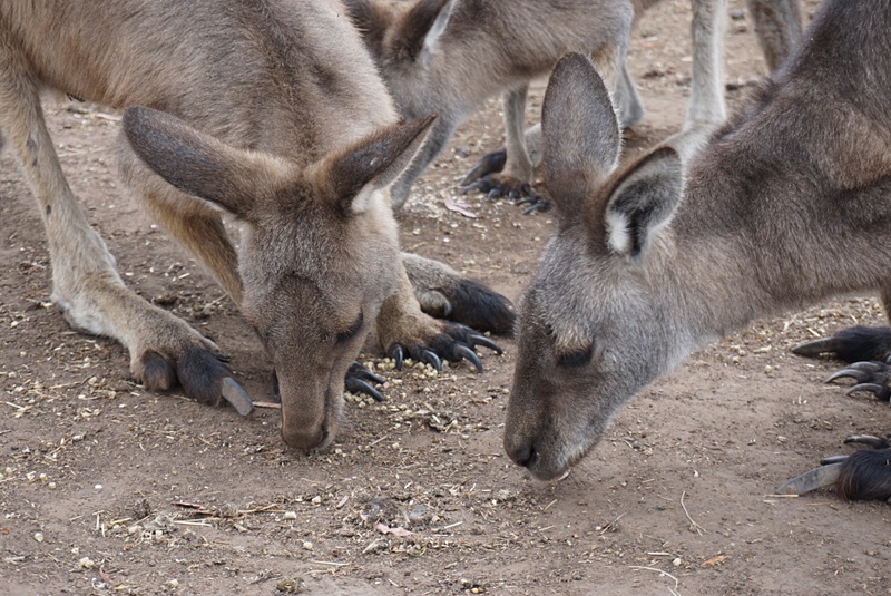 タスマニアデビルやコアラ、カンガルー、ウォンバットをはじめ、タスマニア島に生息する鳥や爬虫類なども観察することができる