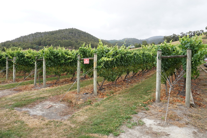 試乗会の途中に立ち寄ったワイナリー。多種のブドウを栽培していて、白ワイン、赤ワインともにフレッシュなタイプから重厚なモノまで多くの種類があるという