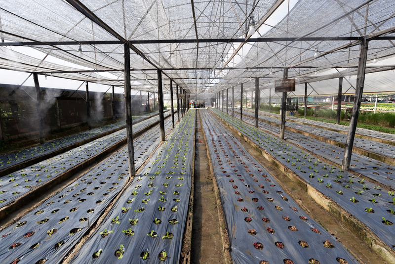 水やりの自動化など、システム化が進んでいる