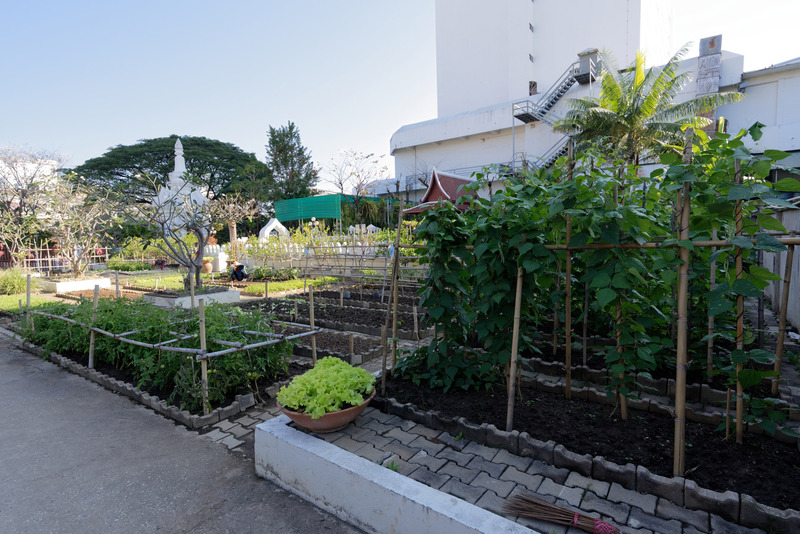 農園は目算で50m<sup>2</sup>ほどの広さ