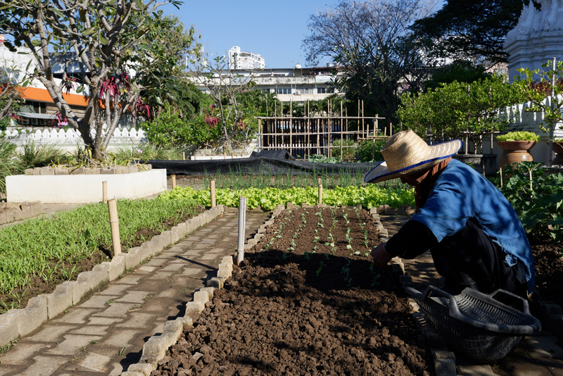 農園は目算で50m<sup>2</sup>ほどの広さ