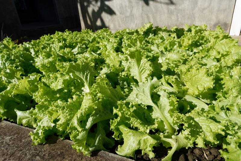 栽培しているのは葉野菜が多い