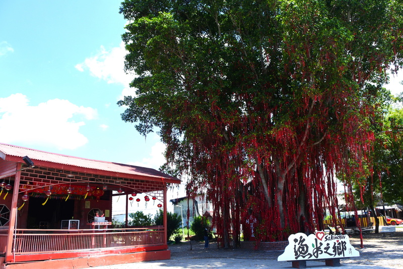 境内の菩提樹には人々が投げたリボンが連なっていた