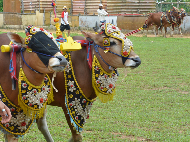 楽隊を引き連れて着飾った牛が競牛場の両脇にある細い道を練り歩いていく