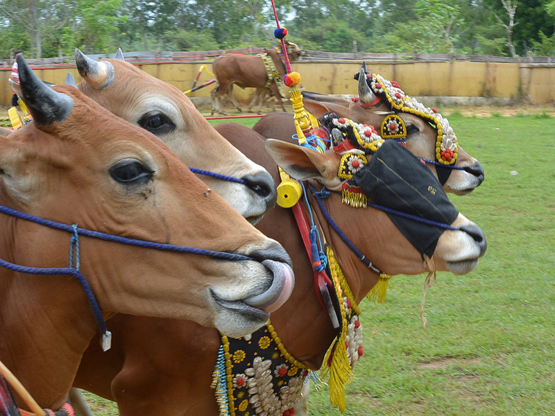 楽隊を引き連れて着飾った牛が競牛場の両脇にある細い道を練り歩いていく