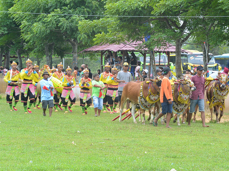 楽隊を引き連れて着飾った牛が競牛場の両脇にある細い道を練り歩いていく