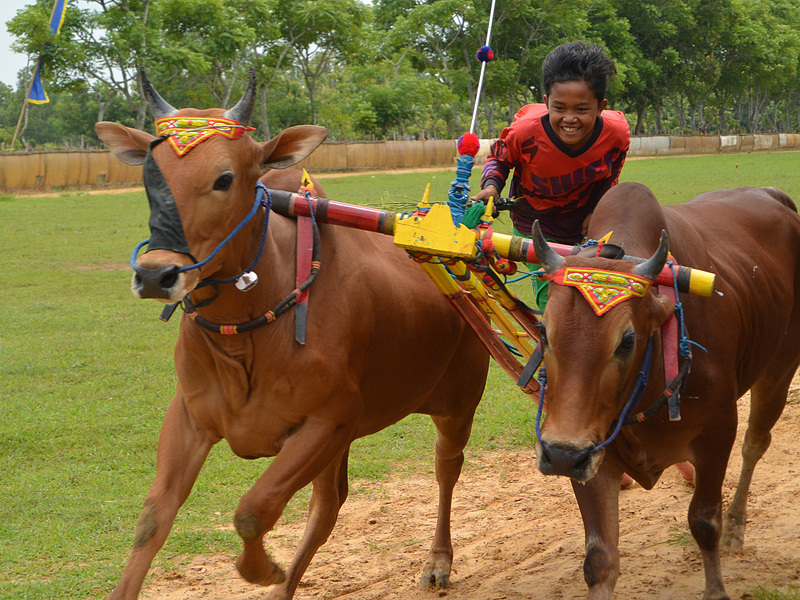ぶわっ、という音と風とともにでっかい牛が目の前を駆け抜けていった