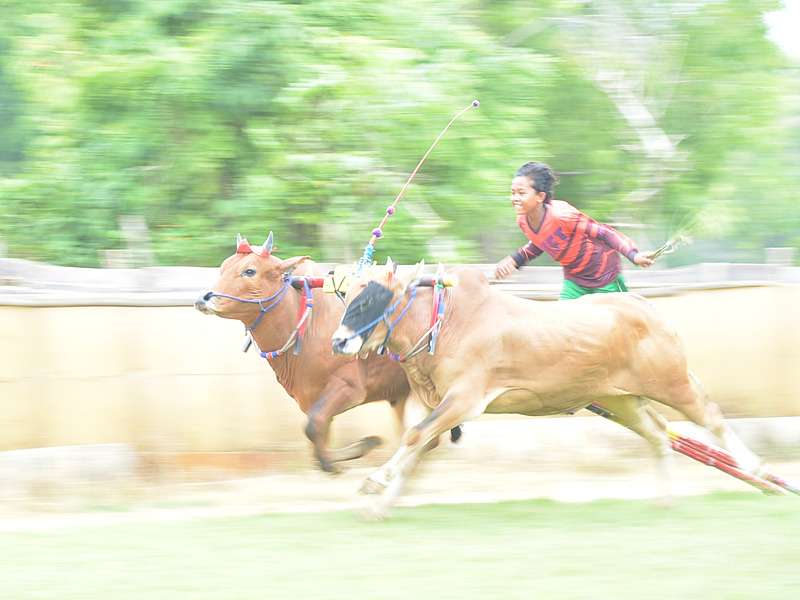 疾走する牛の姿は美しく、操る少年たちの顔は怖いぐらいに真剣だ