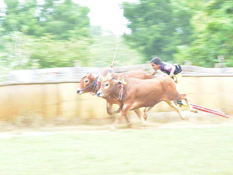 疾走する牛の姿は美しく、操る少年たちの顔は怖いぐらいに真剣だ