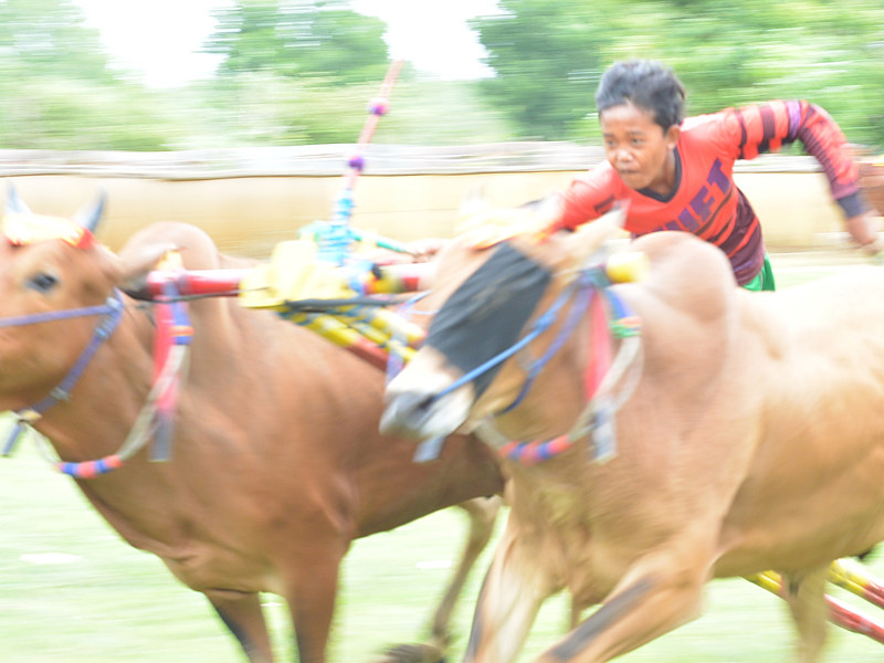 疾走する牛の姿は美しく、操る少年たちの顔は怖いぐらいに真剣だ