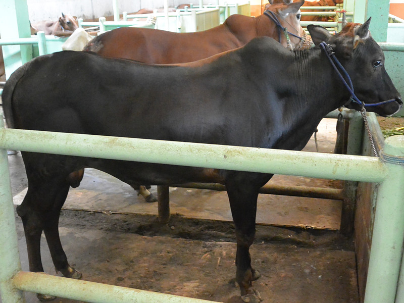 これが優勝牛。その価値1000万円