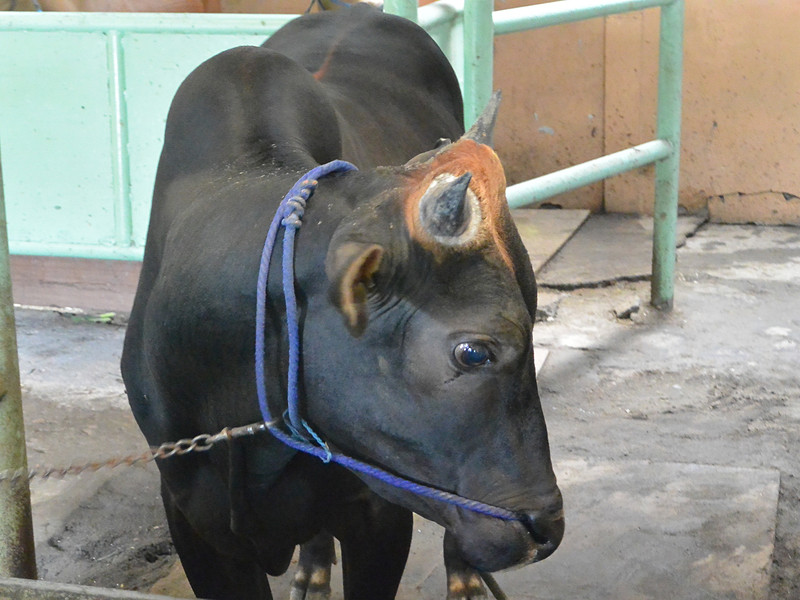 意外と内気で人見知り