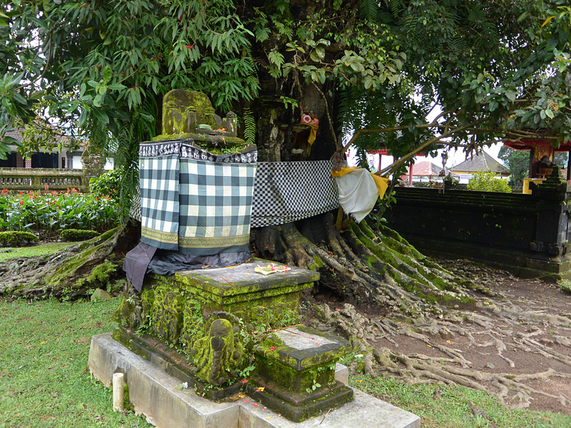 DALEM PRAJAPATIの脇には市松模様の布を巻いた神木があった。信仰の対象となっていて、祭壇が設けられている。バリ・ヒンズー教の寺院にはこのような、神木がいくつもある
