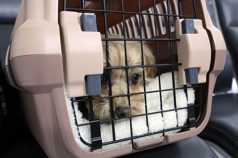 成田国際空港の第2ターミナル 国内線チェックインカウンター付近に設けられたツアー用の受け付け。受付開始時刻前から参加者が続々と到着