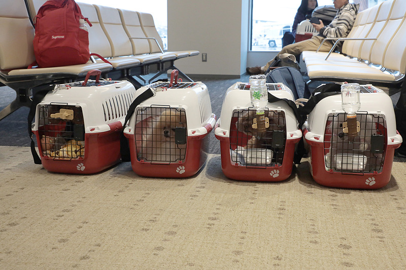 搭乗開始まで愛犬はクレート内でひと休み