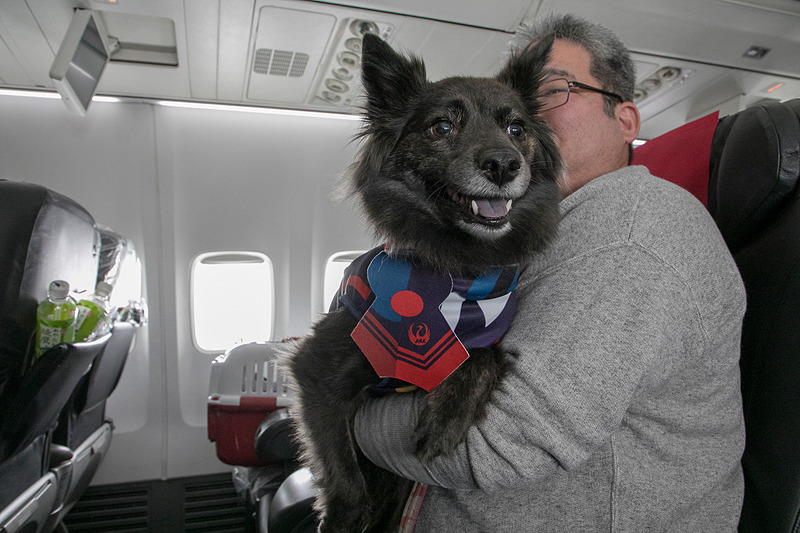 離陸後、シートベルトサインが消えると愛犬をクレートから出してもよい時間が設けられた。ワンちゃん用のJALの制服風衣装が配られ、それを着て、同行するプロカメラマンによる記念撮影が行なわれた