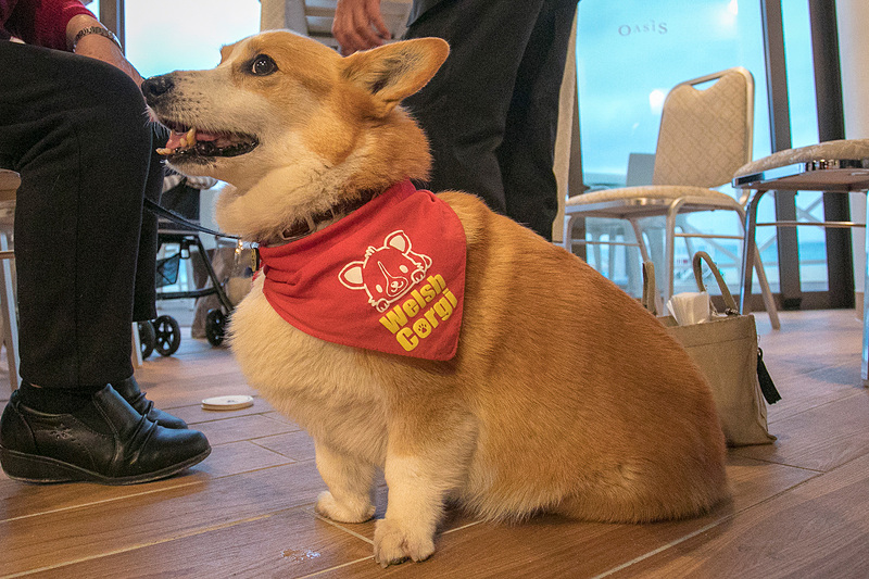 パーティ開始を待つワンちゃん。ほえたりケンカしたりすることはまったくなかった