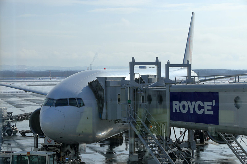 駒大苫小牧高校 野球部を乗せ新千歳空港を離陸するJL502便