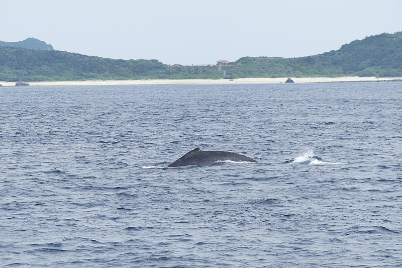 ザトウクジラ、記念すべき初撮影！