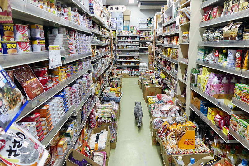 ネコもやってくるニャン
