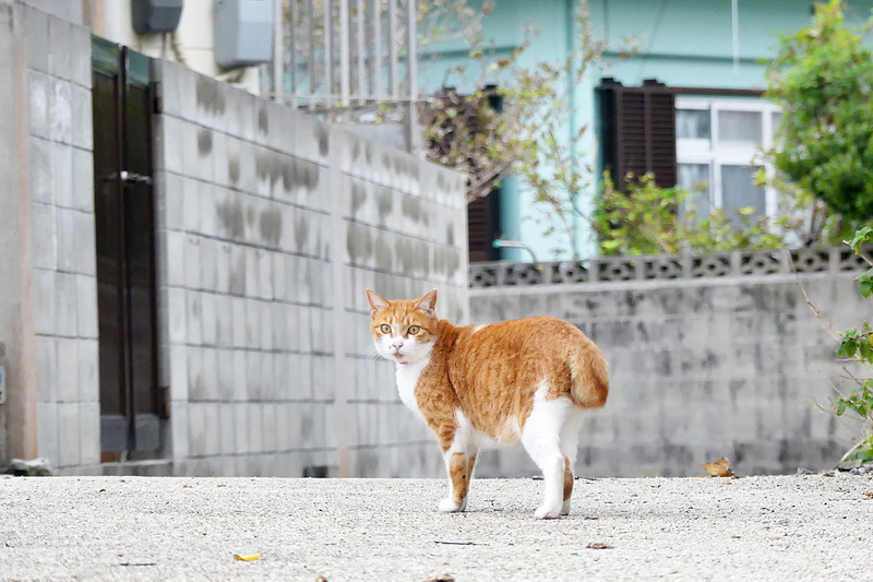 こっちだニャン