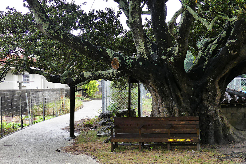 樹齢400年とも言われる御殿（うるん）の木