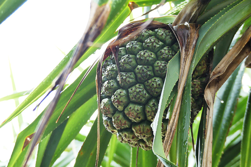 こちらはパイナップルではなくアダンの実。熟すと黄色くなります