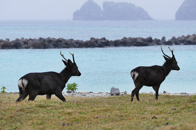 雨の日はあまり出てこないのだそうですが、この日はビーチをのんびり歩いていました
