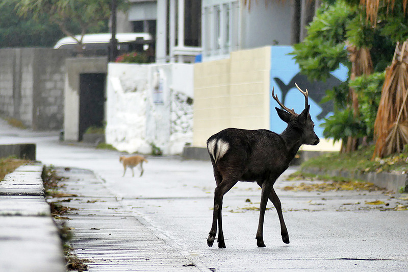 ネコもケラマジカも歩く阿嘉島の集落