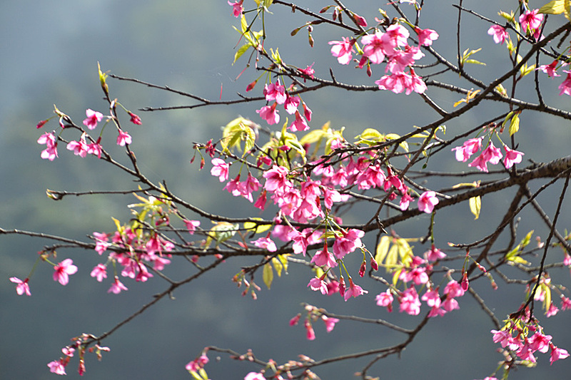 桜も咲いていた